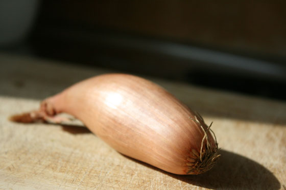 Shallot