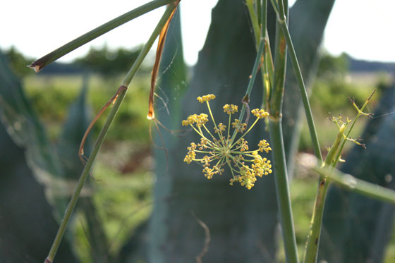 Wild-Fennel-in-Puglia