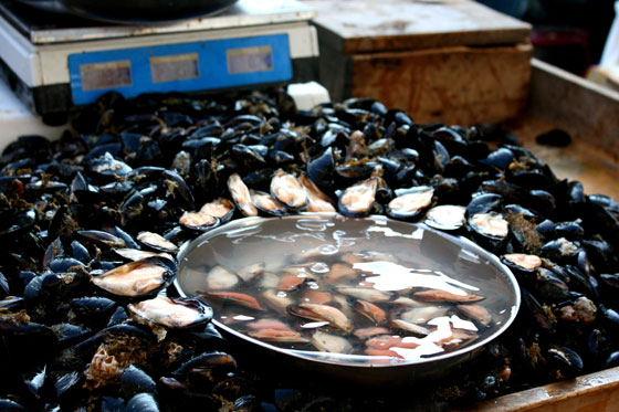 Mussels